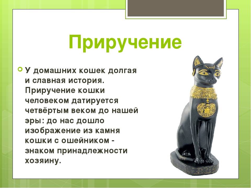 ᐉ как приручить котенка к себе: как привязать к себе кошку? - zooshop-76.ru
