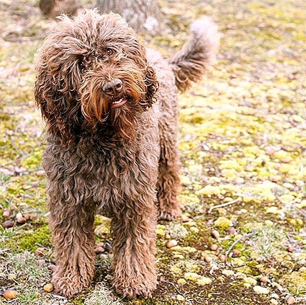 Французские породы собак — список с фотографиями и информацией — сайт эксперта по животным — howmeow