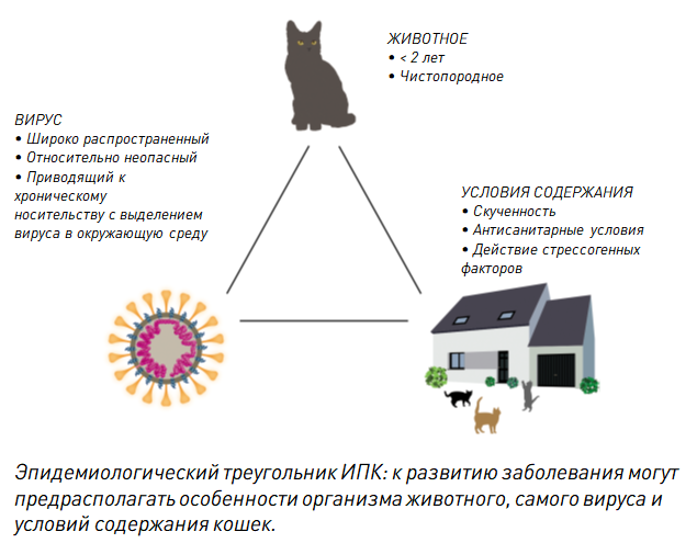 Перитонит у кошек: симптомы и лечение заболевания