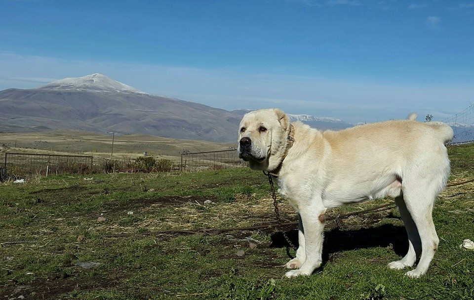 Гампр (армянский волкодав) - описание породы и характер собаки