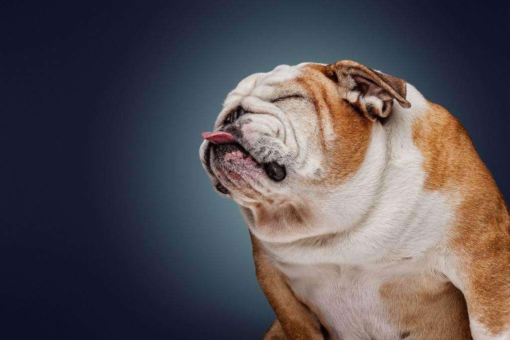 10 самых глупых пород собак