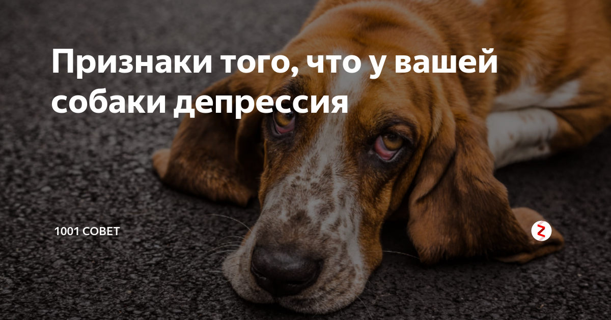 ᐉ депрессия у кошки. что делать? - ➡ motildazoo.ru