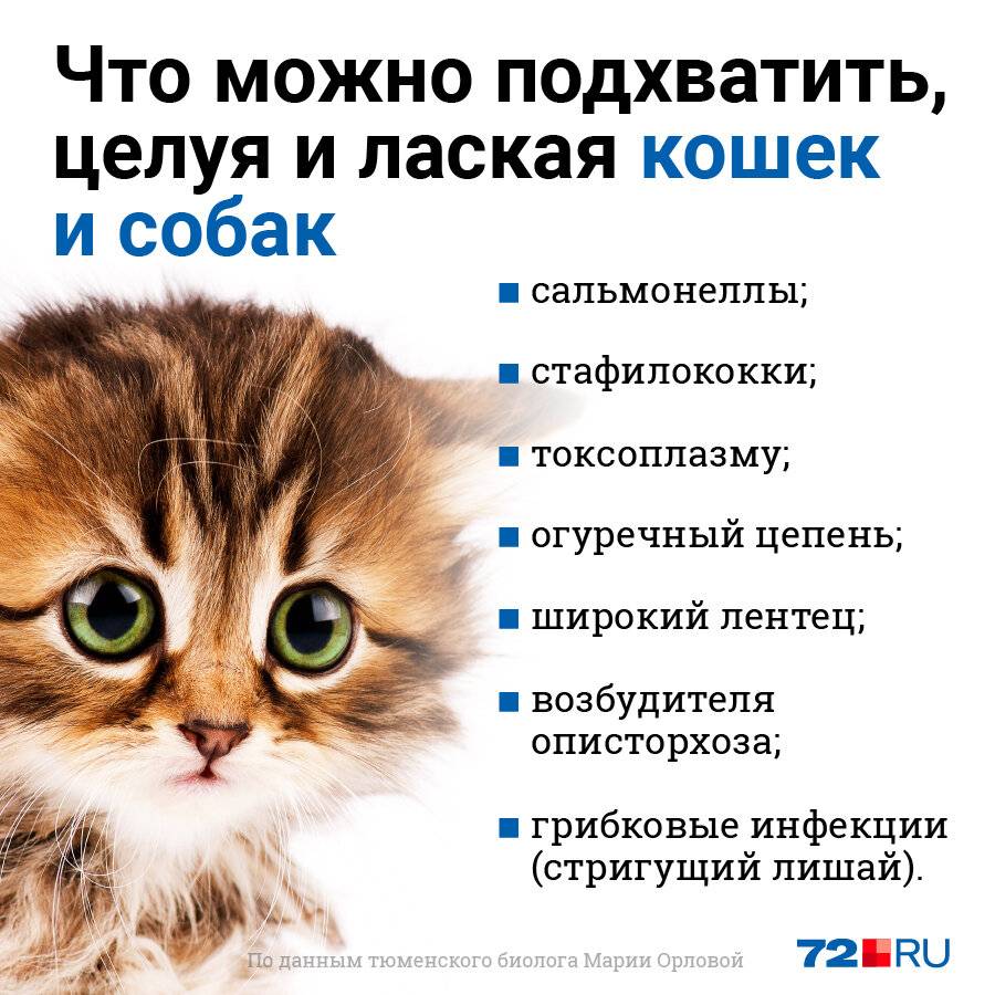 Почему нельзя обнимать кошек?