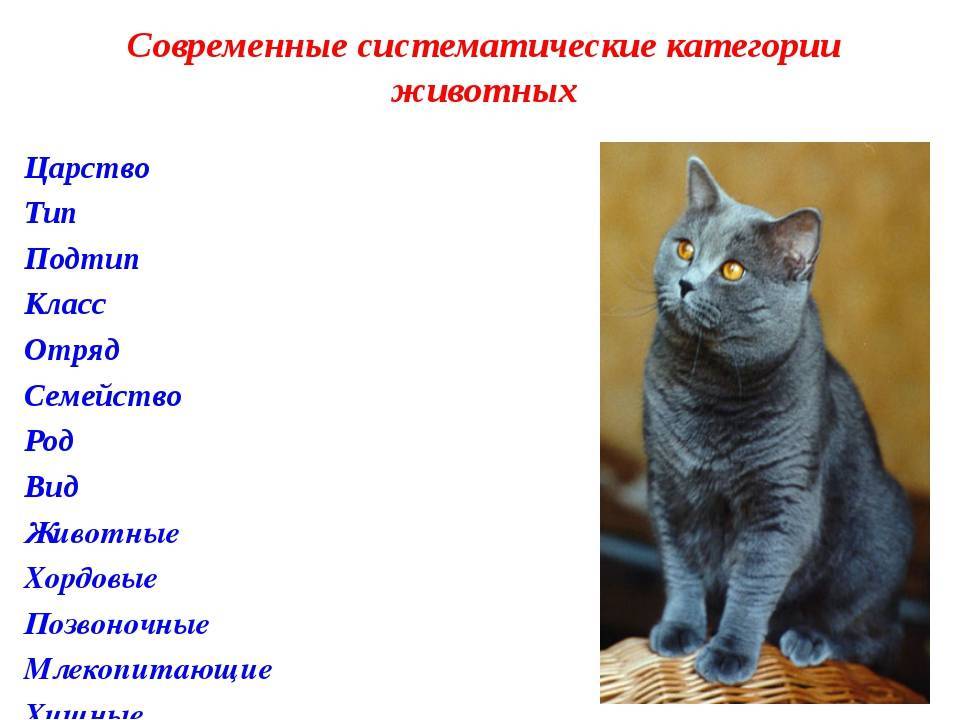 Домашние кошки: описание породы, характер, здоровье