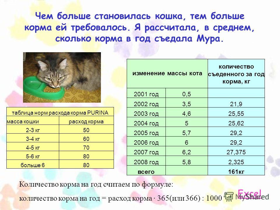 Сколько весит кошка и кот: таблица по возрасту, нормальный вес взрослой кошки
