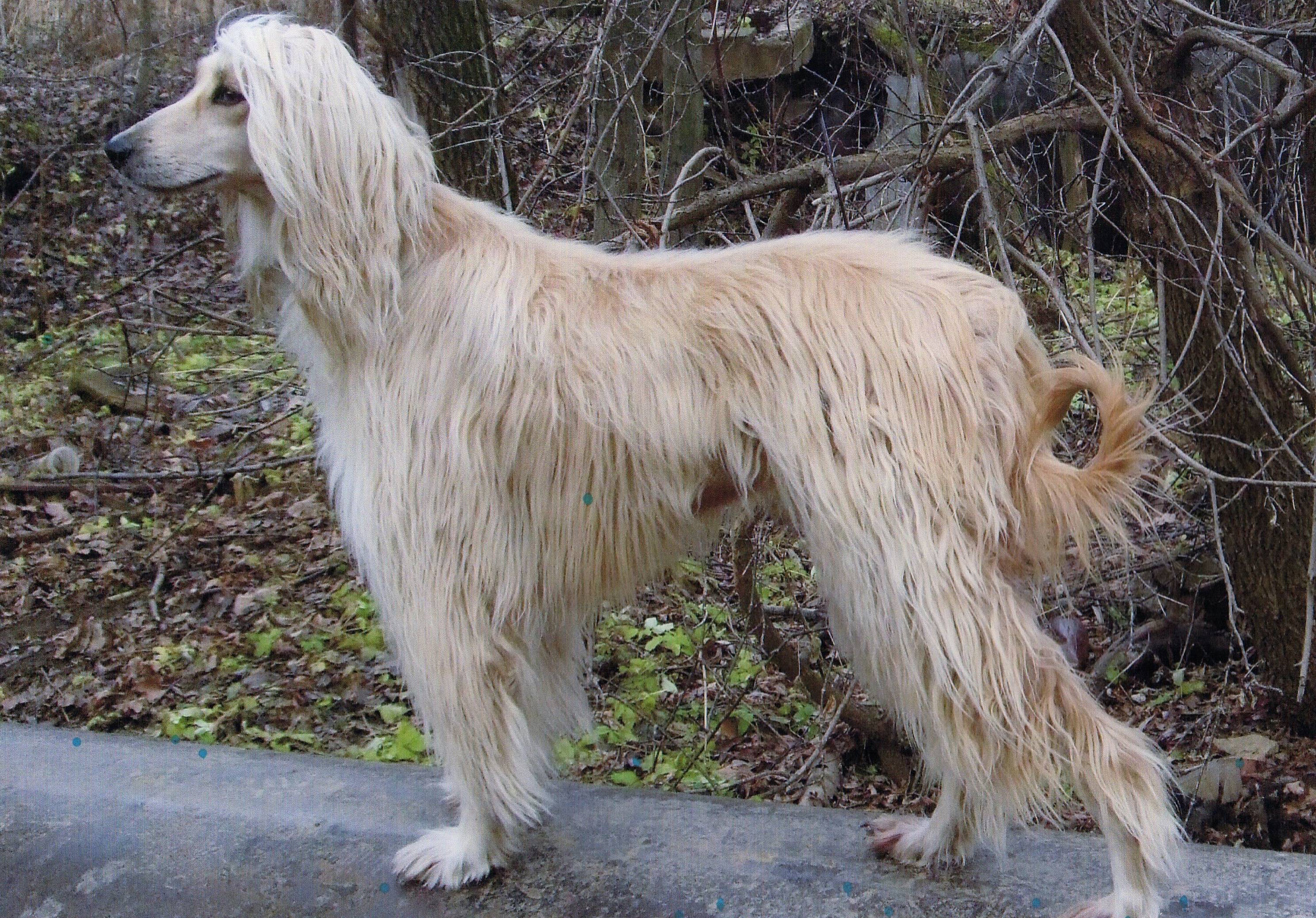 Все о породе собак тайган — сайт эксперта по животным — howmeow