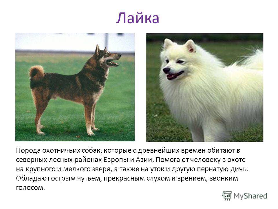 Лайки — фото, виды пород собак, описание разновидностей