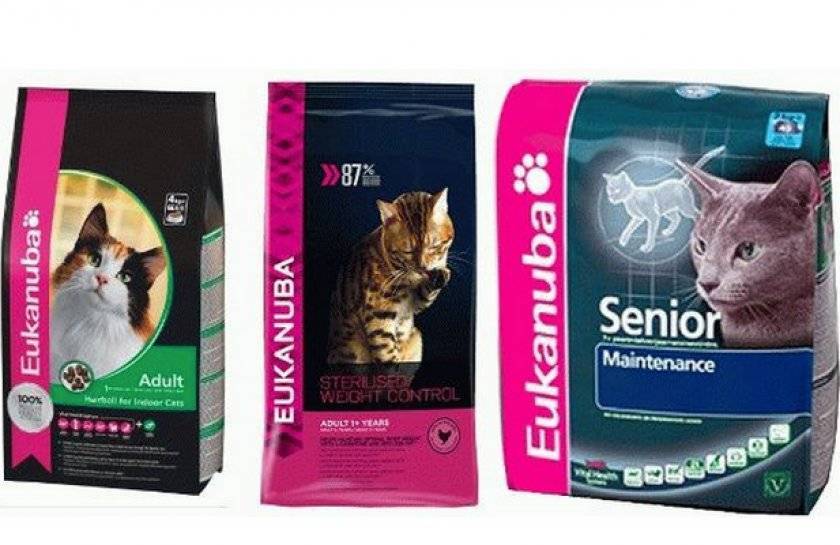 Корм «эукануба» для кошек и чем он хорош, описание eukanuba