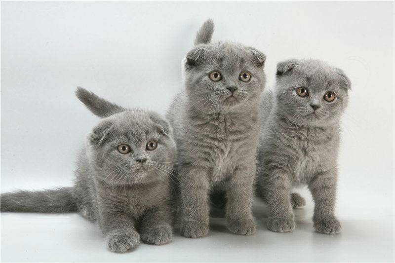 Как ухаживать за шотландской кошкой, котом или котенком?