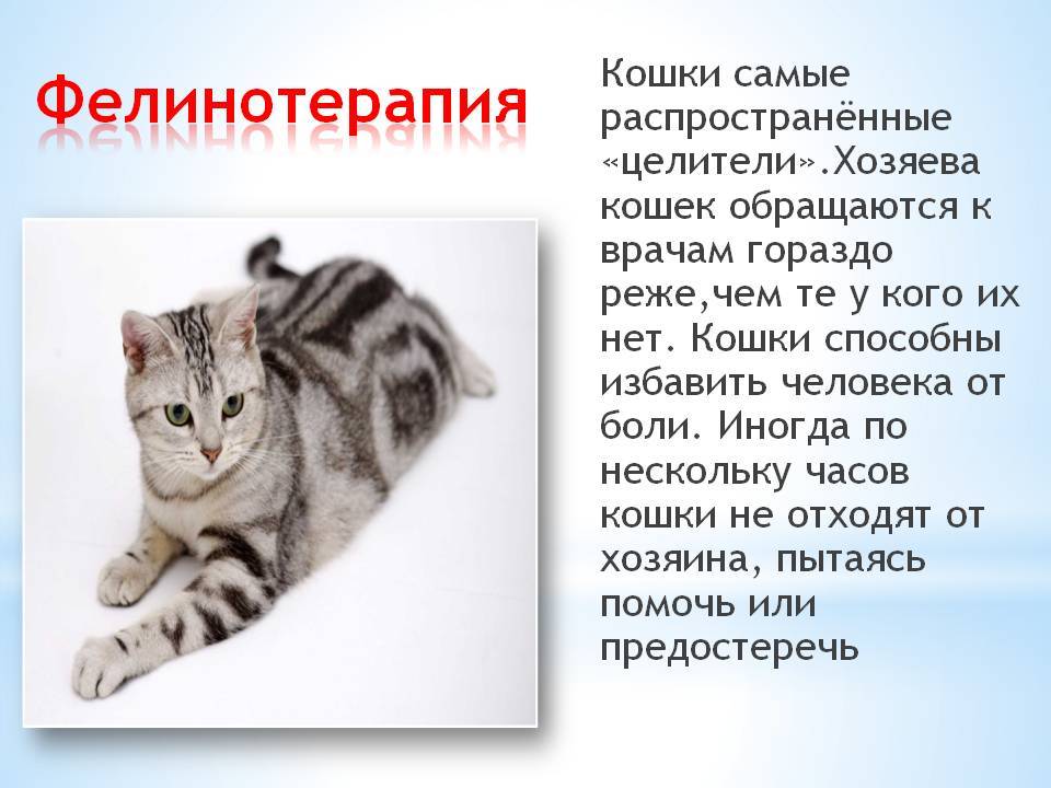 Глава xii — влияние кошки на здоровье человека | caticat.ru