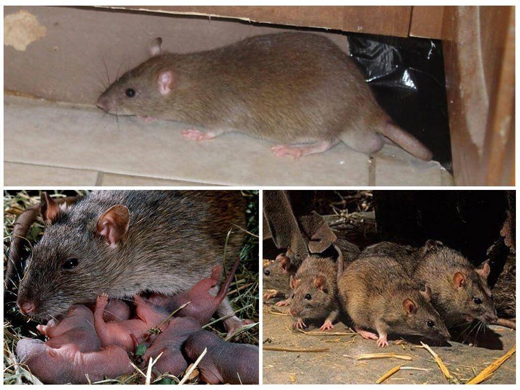Сколько живут крысы в домашних условиях? (белые, дамбо, лысые)