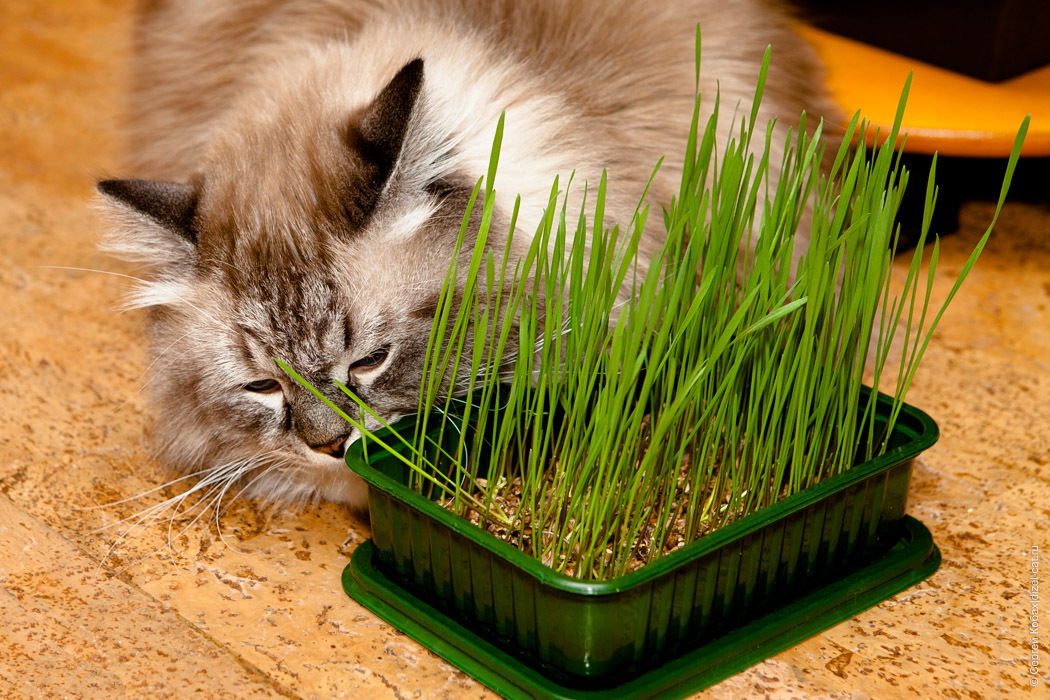 Какую траву проращивают для кошек, зачем они ее едят, как посадить и вырастить кошачью травку дома без земли?