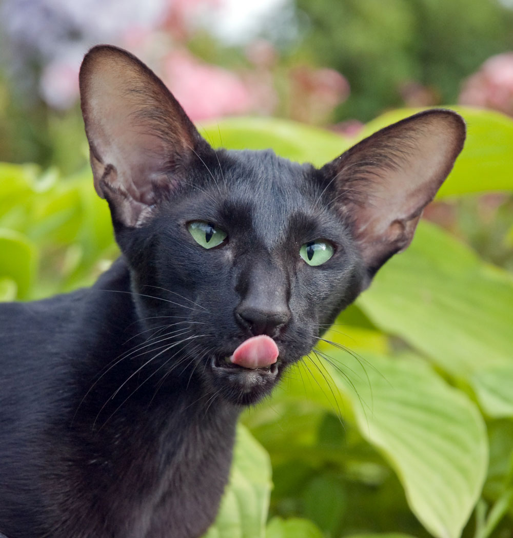 Ориентальная кошка: фото и описание породы, характер ориенталов, особенности содержания