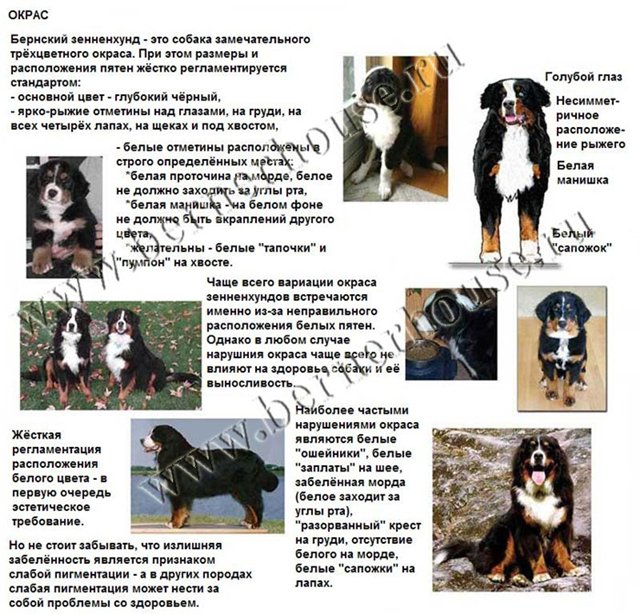 Бернский зенненхунд: описание породы, стандарты, характер, содержание, отзывы :: syl.ru