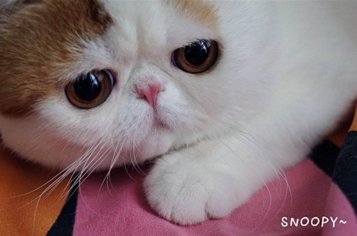 Вислоухий кот с большими глазами
