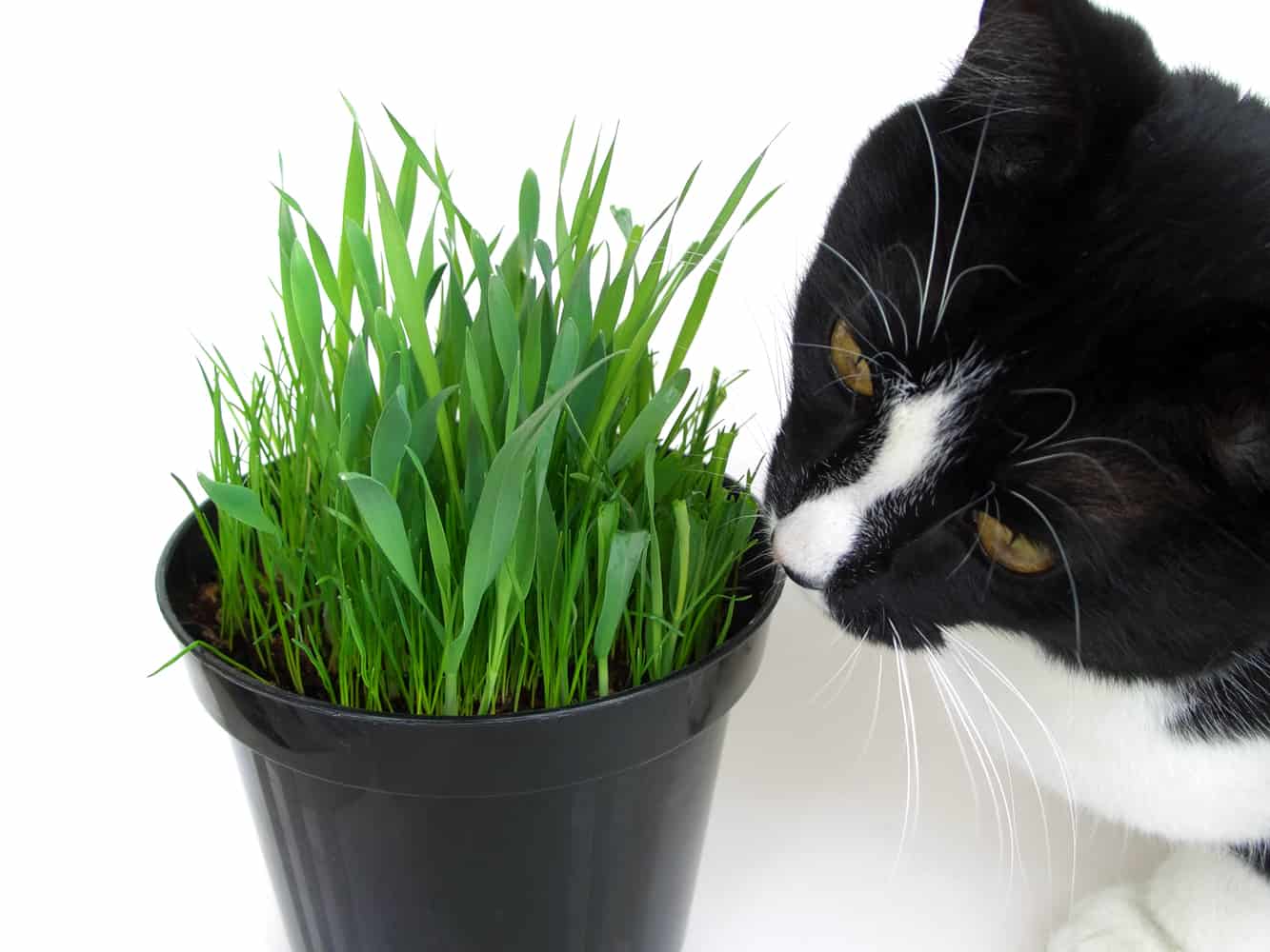 Трава для кошек. зачем трава кошкам? выращивание травы для кошек | животный мир
