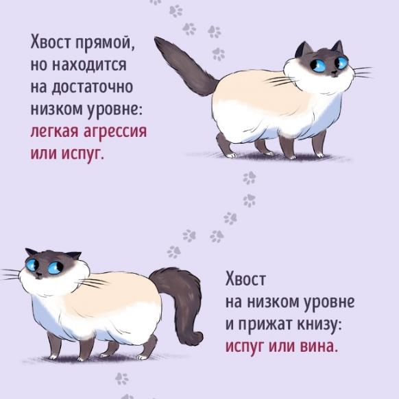 Язык кошек: как человеку понять, что говорит кот, есть ли переводчик на кошачий, специальный словарь или разговорник