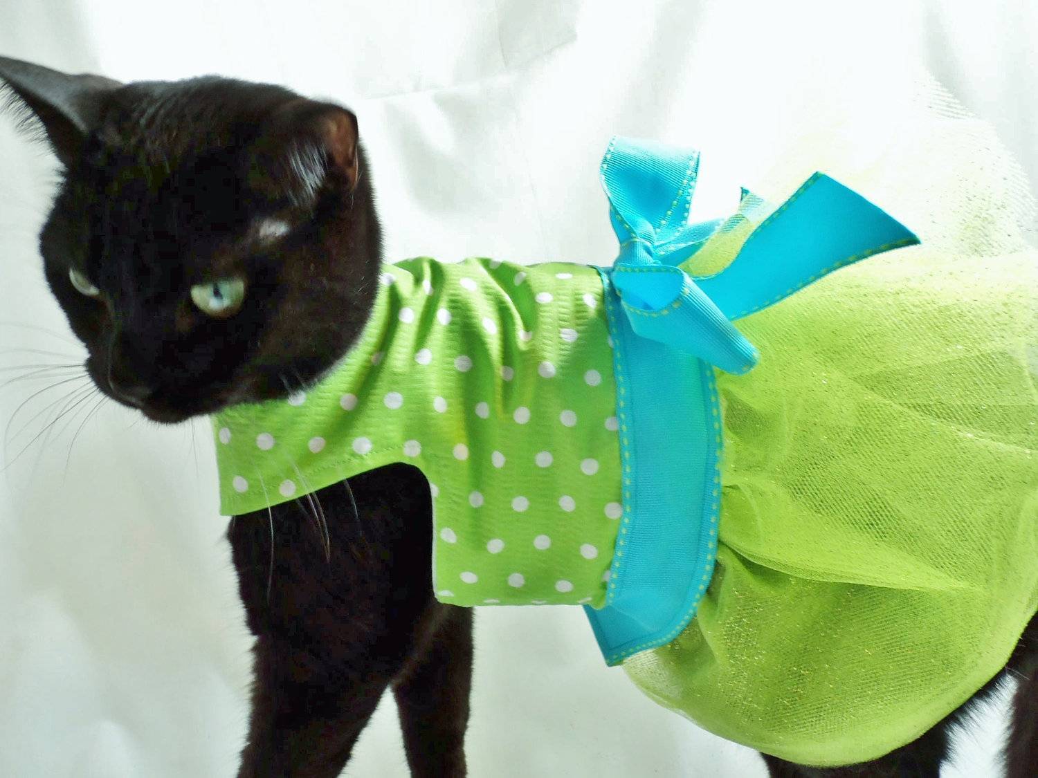 Мастер-класс смотреть онлайн: вяжем одёжку для кошки крошки