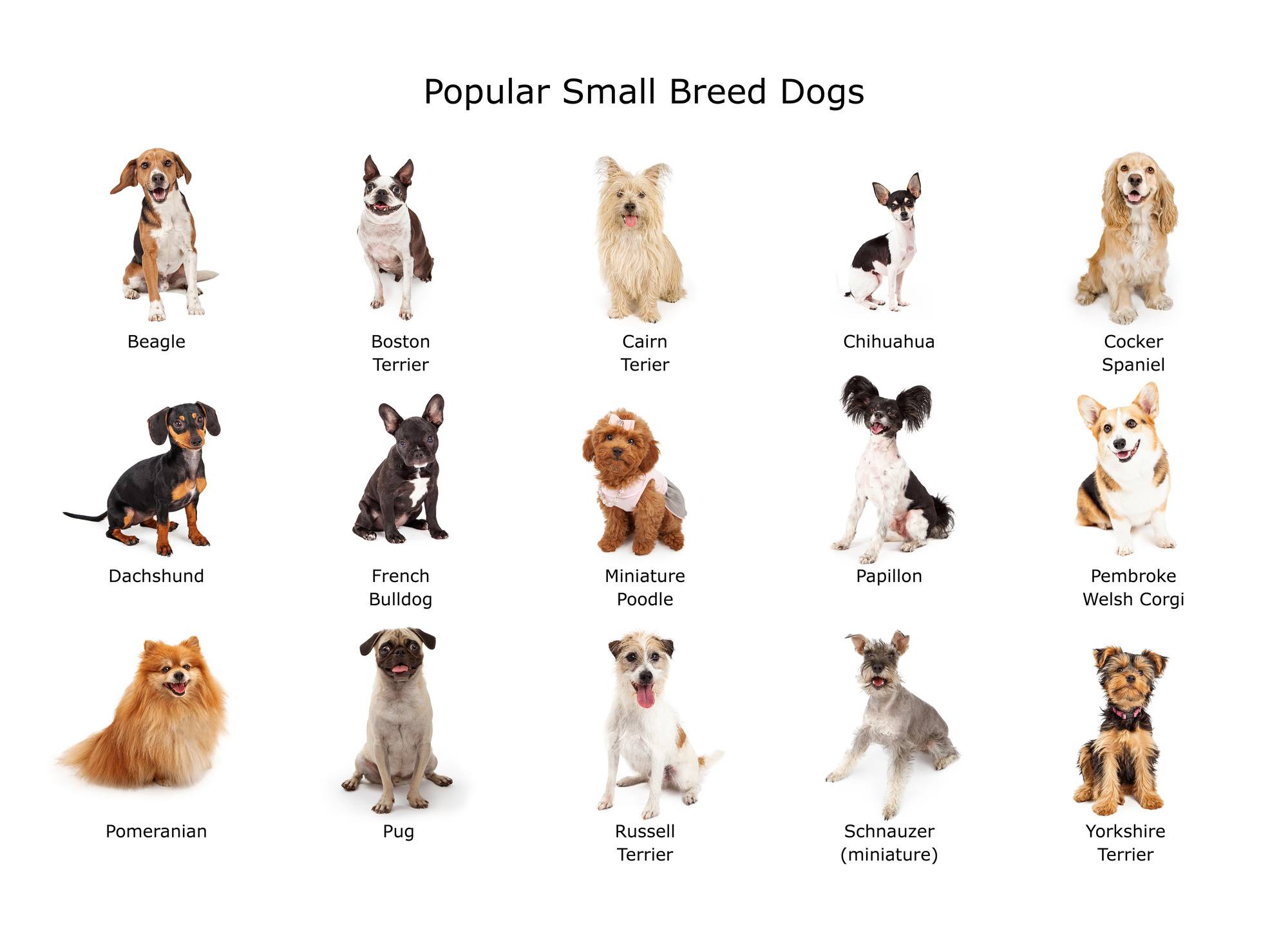 Породы маленького размера собак с фотографиями и названиями