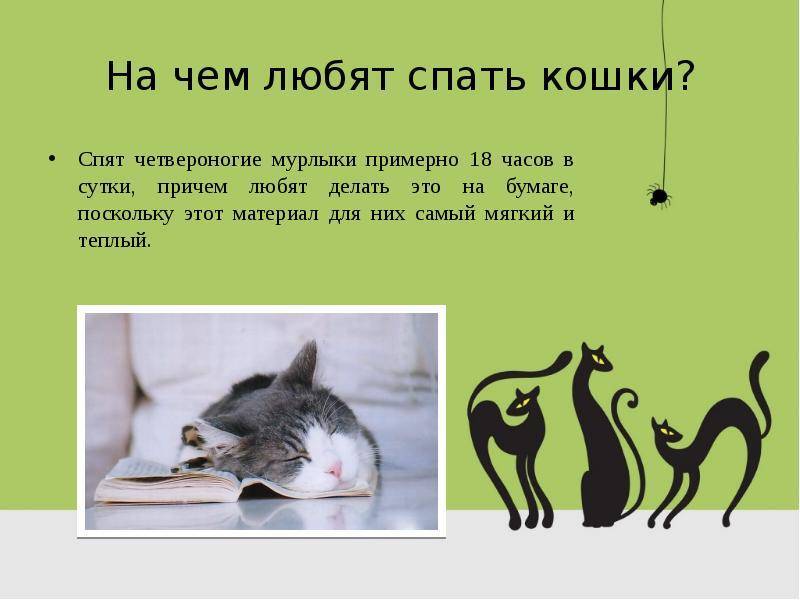 Сколько часов в сутки спит кошка? - gafki.ru