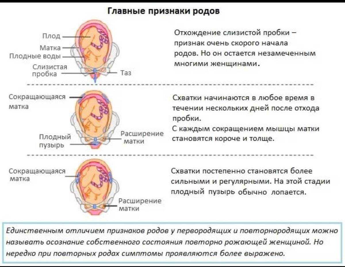 Беременность и роды шиншилл: признаки, продолжительность, уход