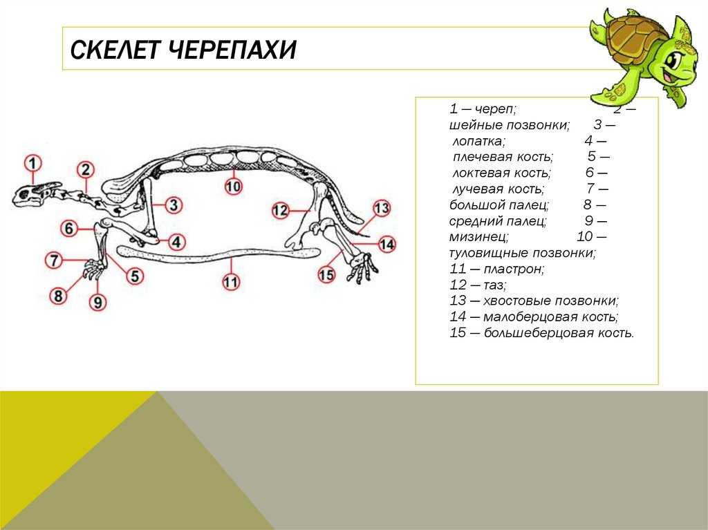 Черепахи | virtual laboratory wiki | fandom