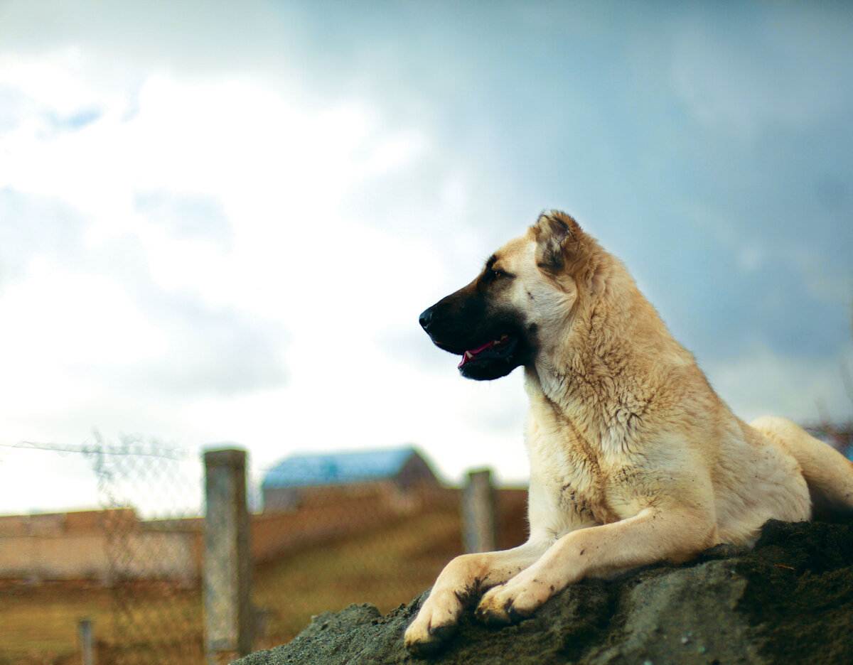 Все об армянском волкодаве, гампре: как выглядит взрослая собака, маленькие щенки