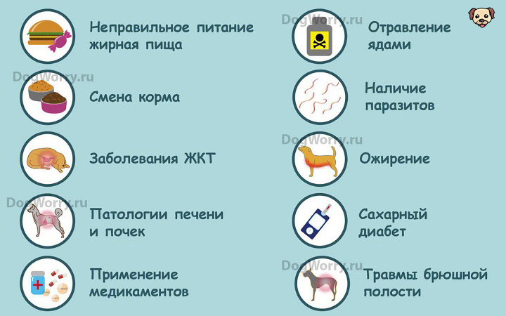 Ожирение у кошек: причины, симптомы, диета и профилактика