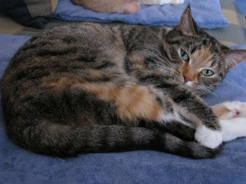 Кошка беспородная. беспородная кошка: особенности самой большой группы мурлыкающих животных