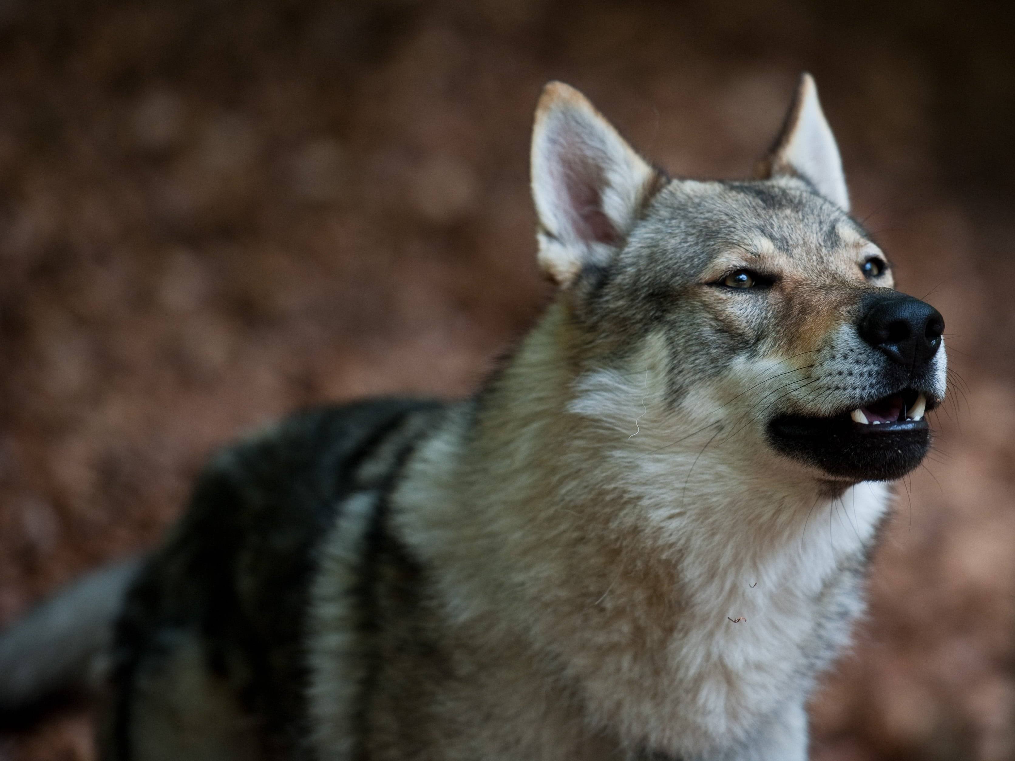 Чехословацкая волчья собака: волк с нежным характером