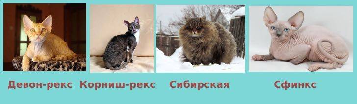 Гипоаллергенные породы кошек. какую кошку можно завести аллергику?все о породах кошек с описанием, фотографиями и названиями.