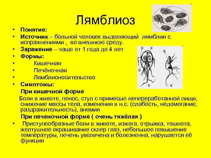 4 симптомов лямблиоза у кошек - причины и лечение