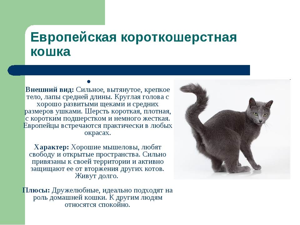 Короткошерстая европейская кошка