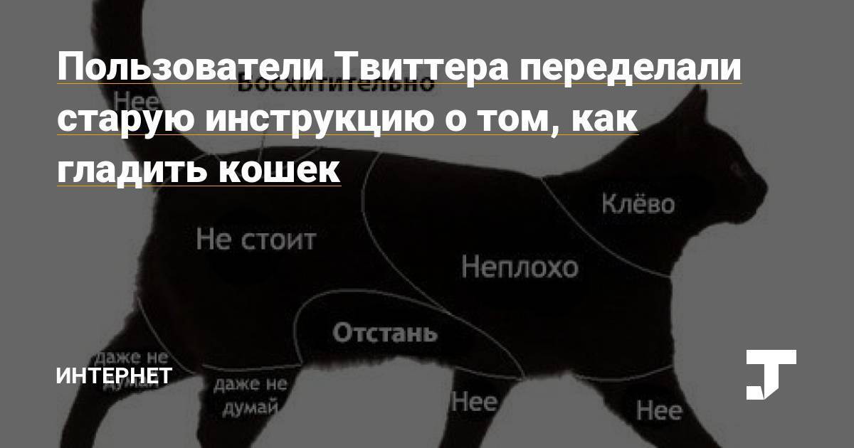 Почему беременным нельзя гладить кошек? чем грозит такое общение?