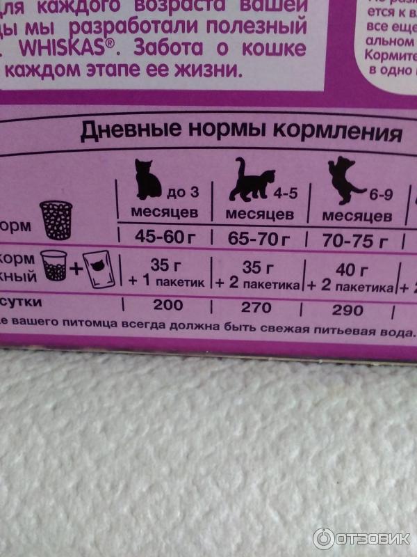 Можно ли кормить котенка сухим и влажным кормом