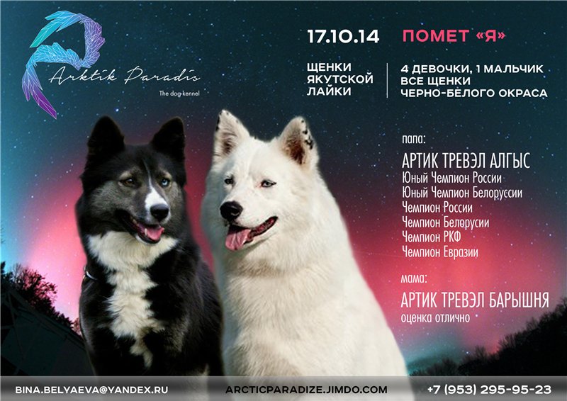 Клички для собак девочек: как можно назвать - легкие, редкие, красивые, прикольные, смешные, русские, популярные, для черной и белой суки имена со значением - kotiko.ru