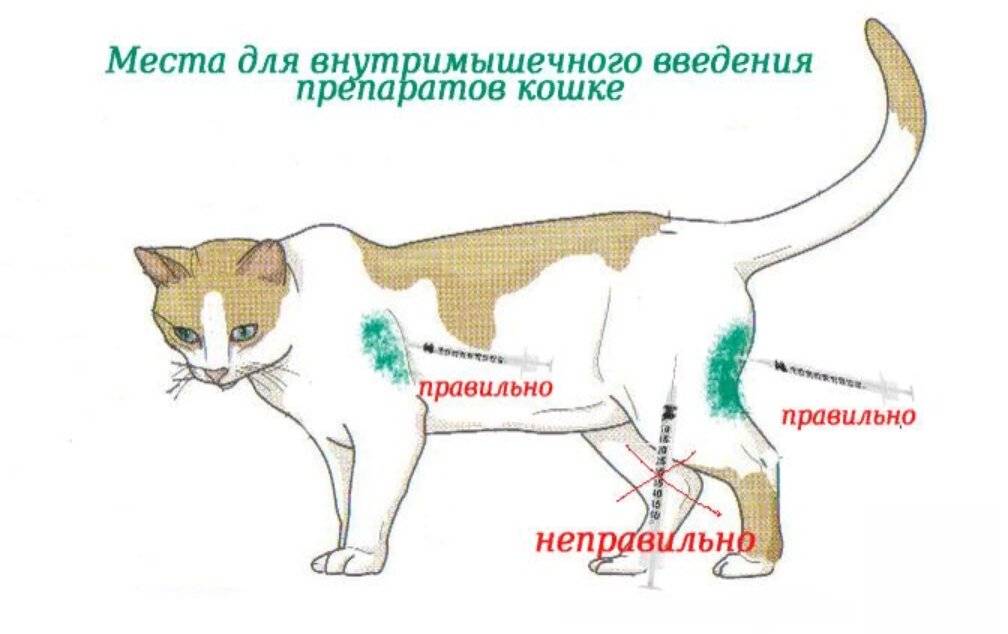 Как сделать укол собаке внутримышечно в бедро самому схема