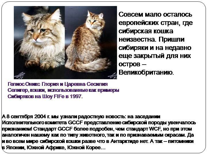 Сибирская порода кошек: гордость отечественной фелинологии — domovod.guru