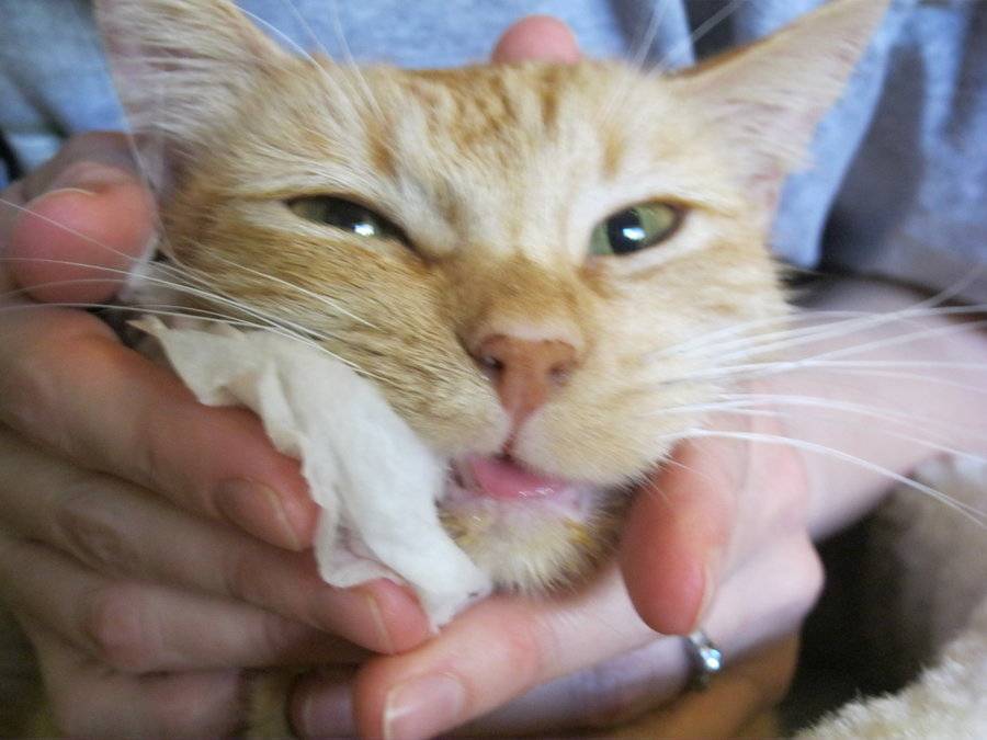 Гангренозный стоматит у кошек - симптомы, лечение, профилактика