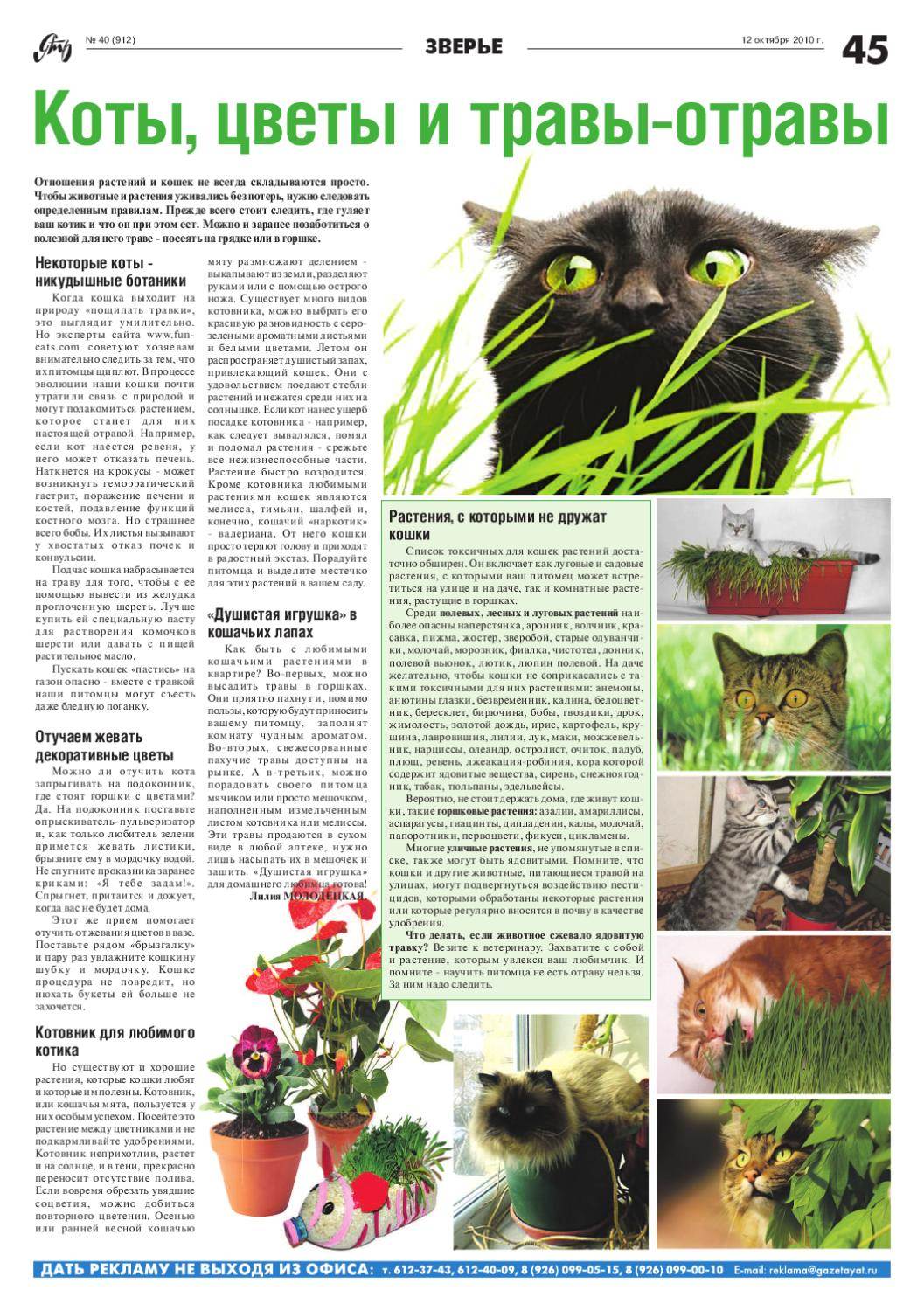 Список и описание ядовитых растений для котов: какие цветы опасны