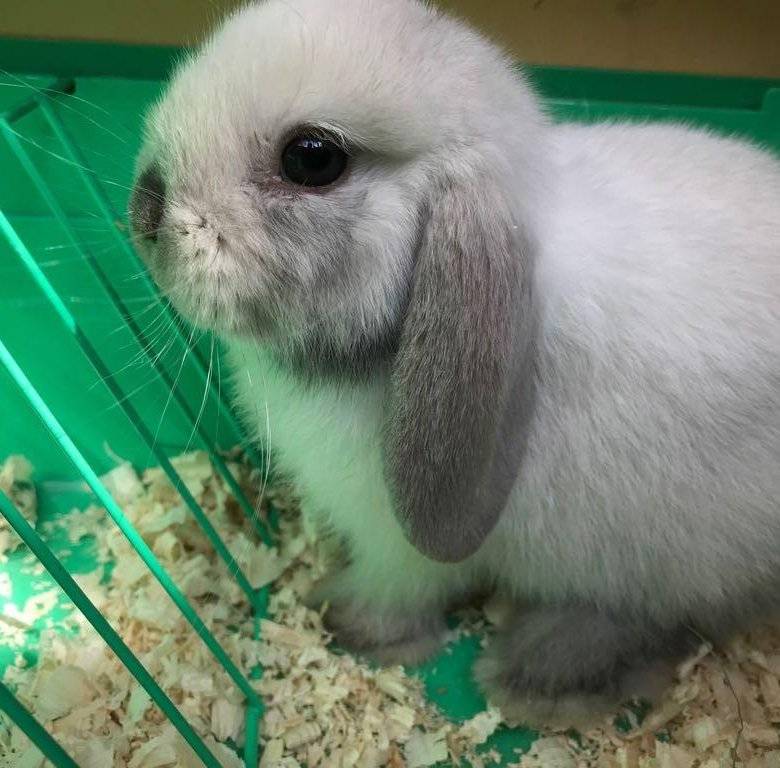 Особенности и правила содержания декоративного кролика