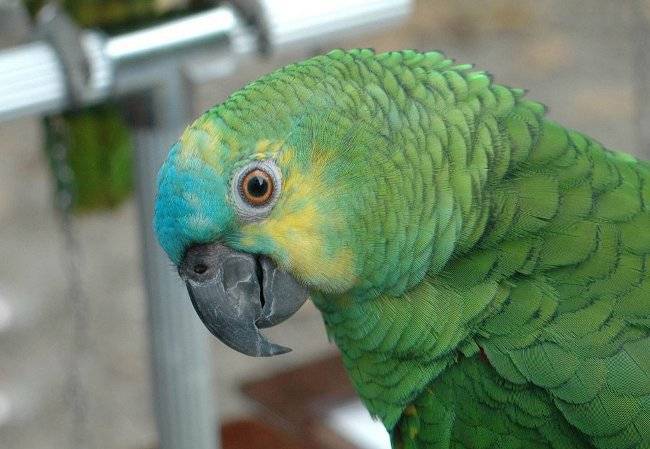 Попугай амазон: описание,фото,уход,содержание,образ жизни
