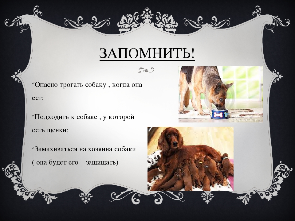 Считается ли собака нечистым животным и можно ли кошкам и собакам жить в доме?
