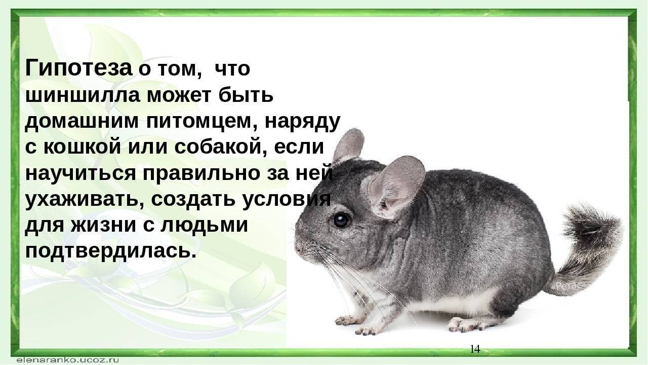 Интересные факты о шиншиллах для детей и взрослых