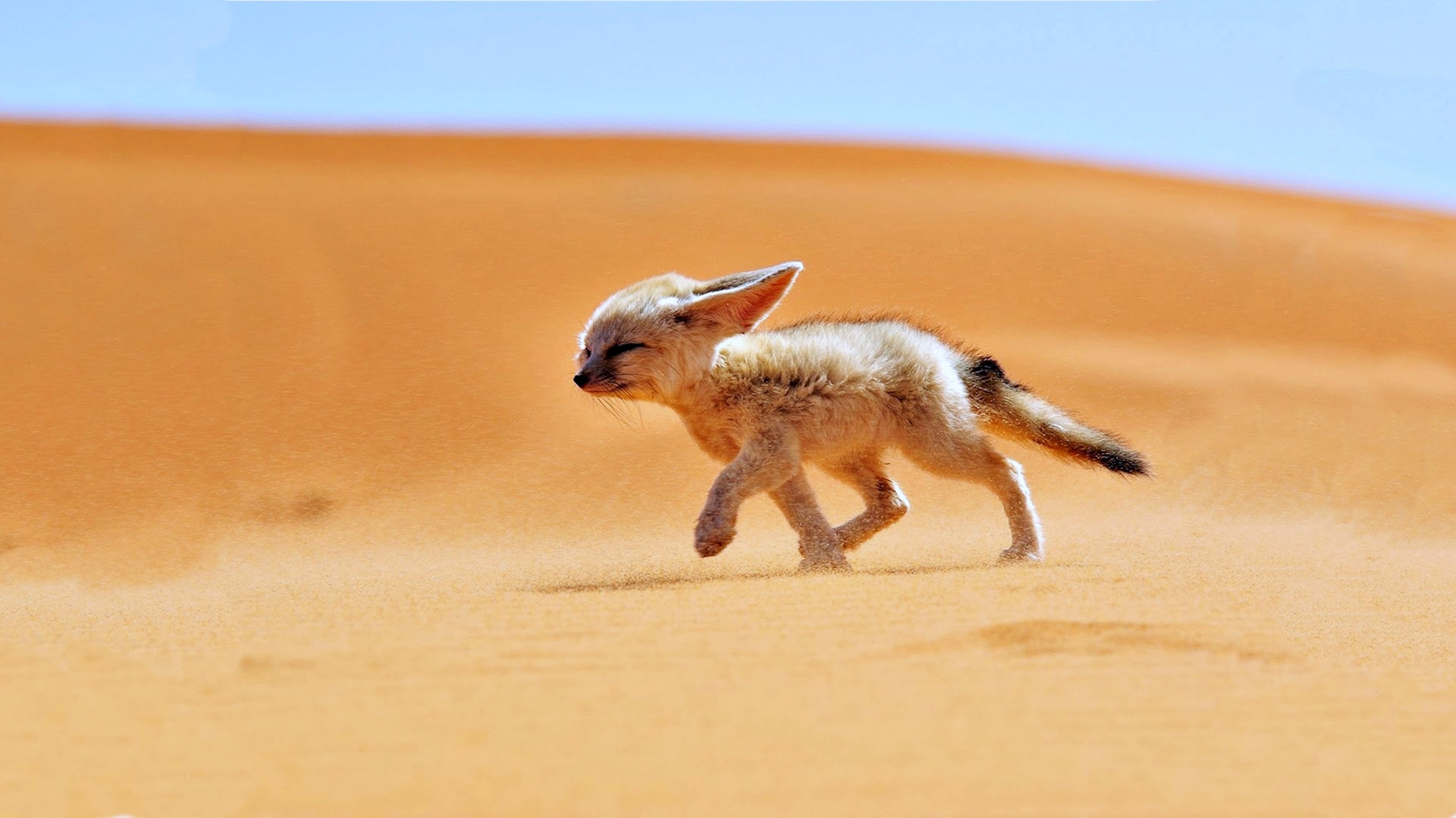 17 удивительных пустынных животных