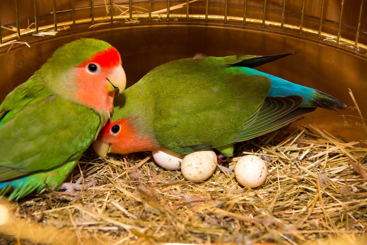 Попугай каик: среда обитания черноголовой и рыжеголовой белобрюхой птицы, фото, можно ли держать дома