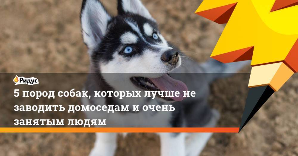Породы собак, легко поддающиеся дрессировке. список 10 самых умных и легко дрессируемых пород собак - dogtricks.ru