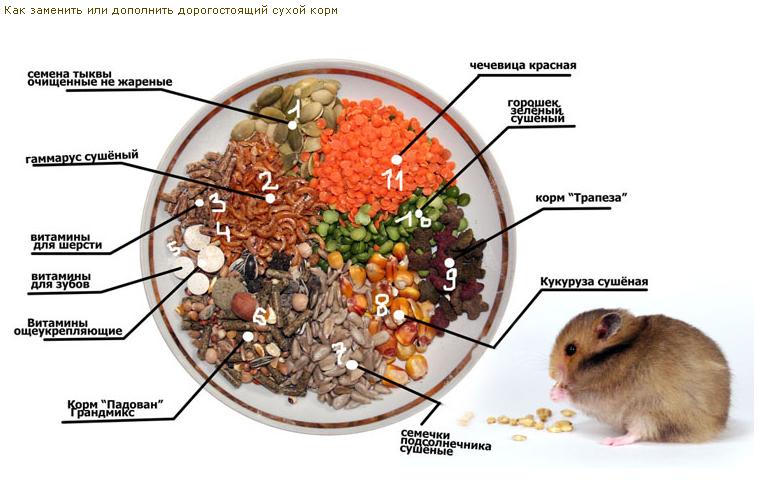 Что дают ключи в хомяке. Рацион питания хомяка. Что можно кушать хомякам. Какие продукты можно давать хомякам.