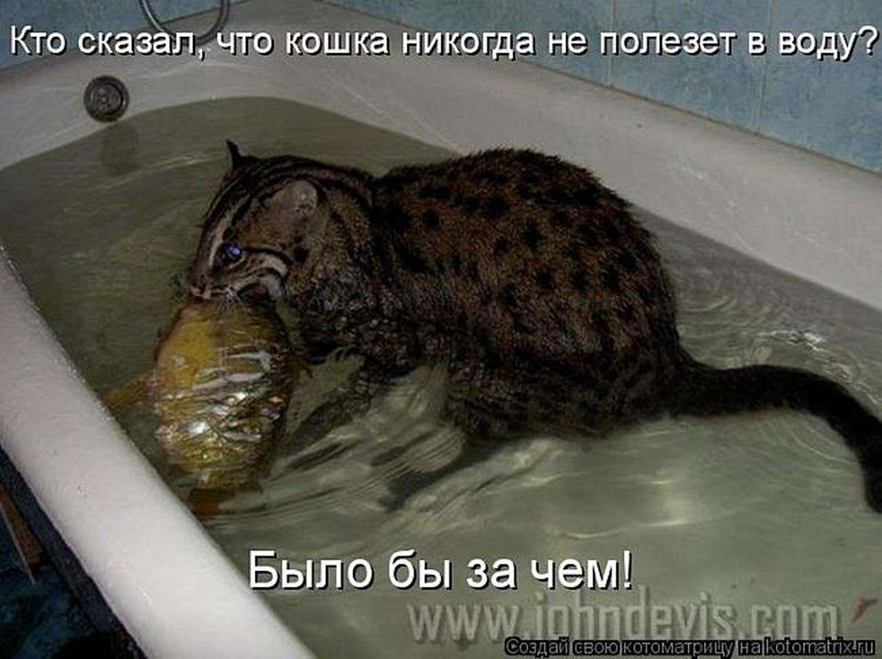 Почему все кошки и коты очень боятся воды и не любят мыться и купаться?