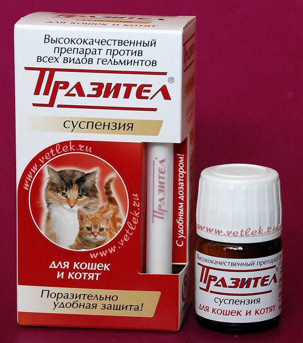 Как часто "глистогонить" кошку, если она домашняя, для профилактики, сколько раз давать таблетки?
